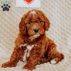 Alfonso, Mini Goldendoodle Puppy