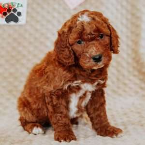 Alfonso, Mini Goldendoodle Puppy