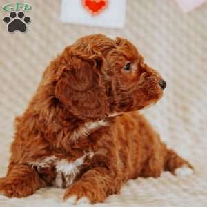 Alfonso, Mini Goldendoodle Puppy