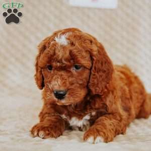 Alfonso, Mini Goldendoodle Puppy