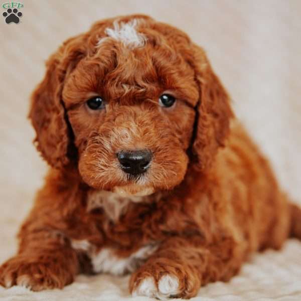 Alfonso, Mini Goldendoodle Puppy