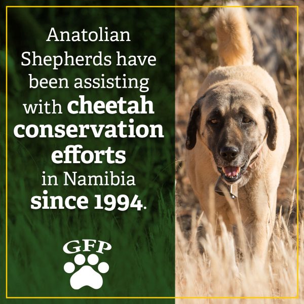 anatolian shepherds have been assisting with cheetah conservation efforts in namibia since 1994