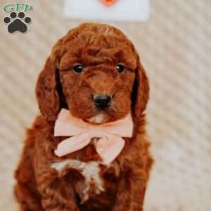 Angel, Mini Goldendoodle Puppy