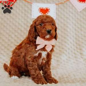 Angel, Mini Goldendoodle Puppy