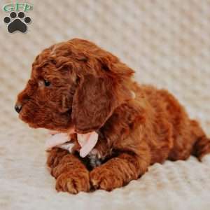 Angel, Mini Goldendoodle Puppy