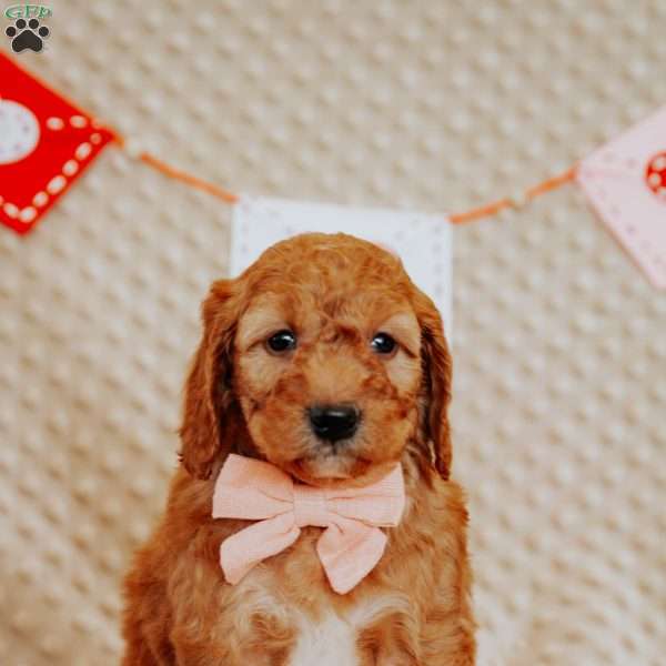 April, Mini Goldendoodle Puppy