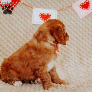 April, Mini Goldendoodle Puppy