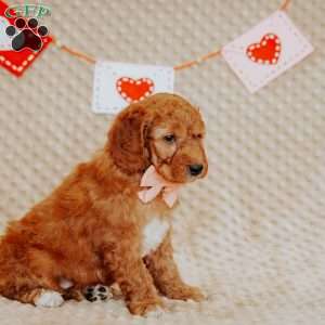 April, Mini Goldendoodle Puppy