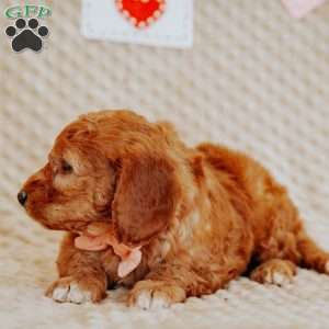 April, Mini Goldendoodle Puppy