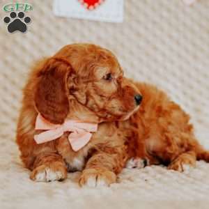 April, Mini Goldendoodle Puppy