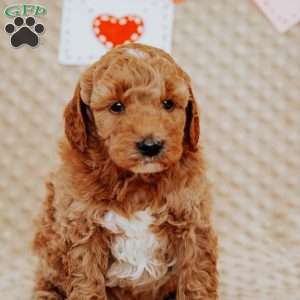 Armstrong, Mini Goldendoodle Puppy