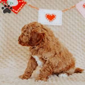 Armstrong, Mini Goldendoodle Puppy