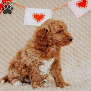 Armstrong, Mini Goldendoodle Puppy