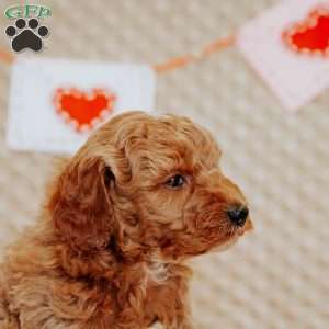 Armstrong, Mini Goldendoodle Puppy