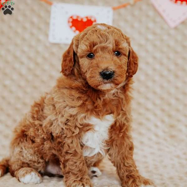 Armstrong, Mini Goldendoodle Puppy