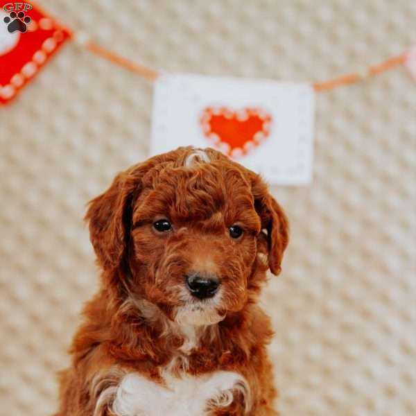 Aurora, Mini Goldendoodle Puppy