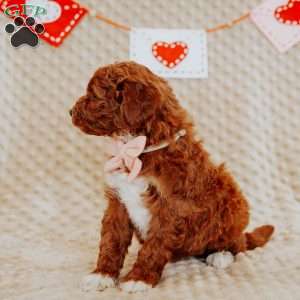 Aurora, Mini Goldendoodle Puppy