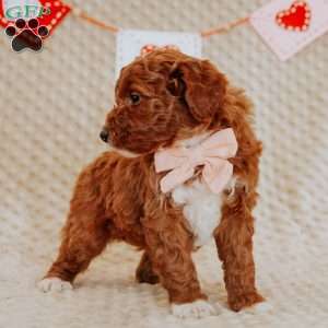 Aurora, Mini Goldendoodle Puppy