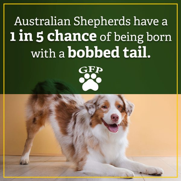 australian shepherds have a 1 in 5 chance of being born with a bobbed tail