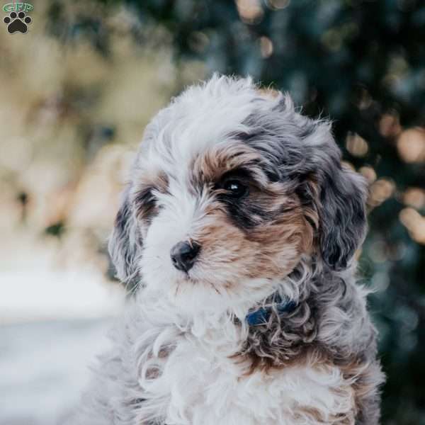 Sabrina, Mini Bernedoodle Puppy