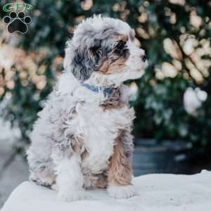 Sabrina, Mini Bernedoodle Puppy