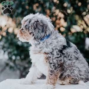 Sabrina, Mini Bernedoodle Puppy