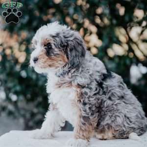 Sabrina, Mini Bernedoodle Puppy