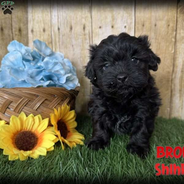 Bronco, Shih-Poo Puppy