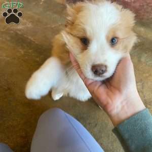 Button, Australian Shepherd Puppy