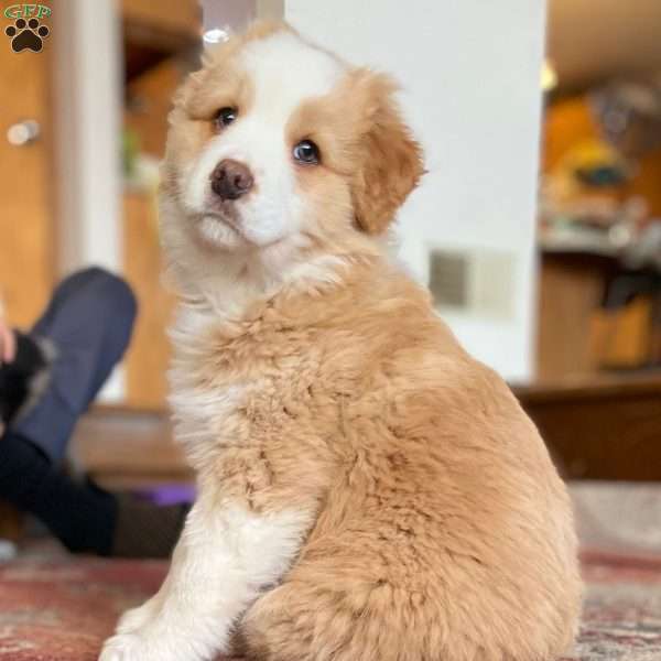 Button, Australian Shepherd Puppy