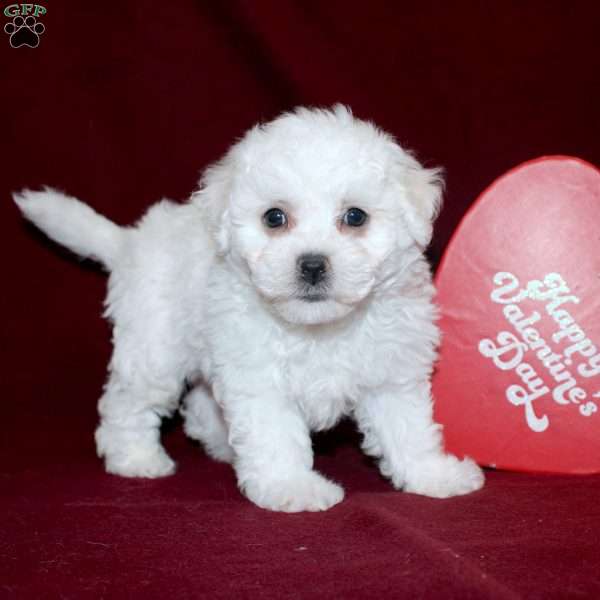 Cassie, Bichon Frise Puppy