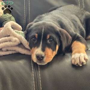 Ginger, Greater Swiss Mountain Dog Puppy