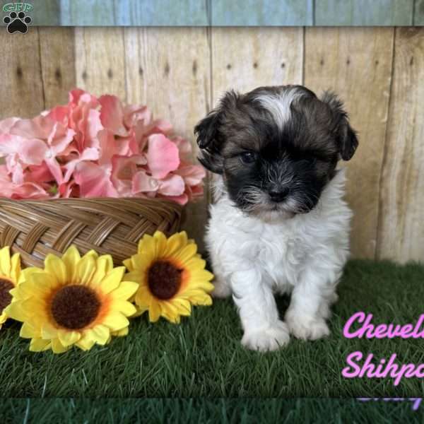 Chevelle, Shih-Poo Puppy