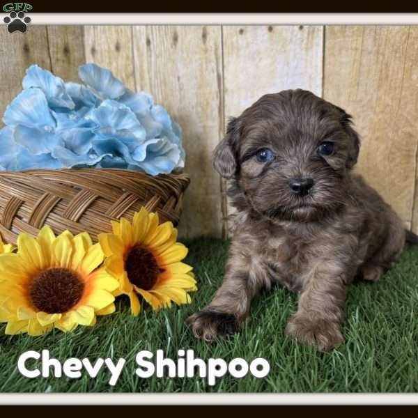 Chevy, Shih-Poo Puppy