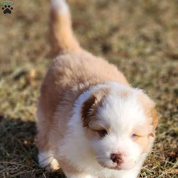 Chubby, Australian Shepherd Puppy