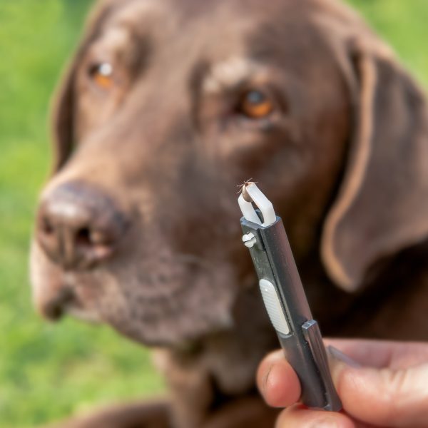 closeup of tweezers with tick and dog in the background