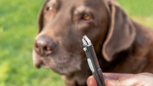 How to Safely Remove a Tick From Your Dog