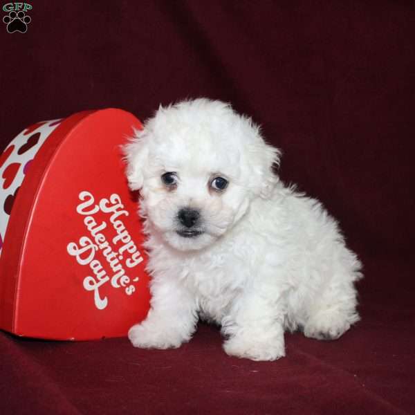 Cookies, Bichon Frise Puppy