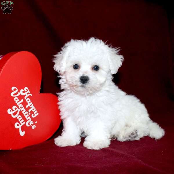 Cooper, Bichon Frise Puppy