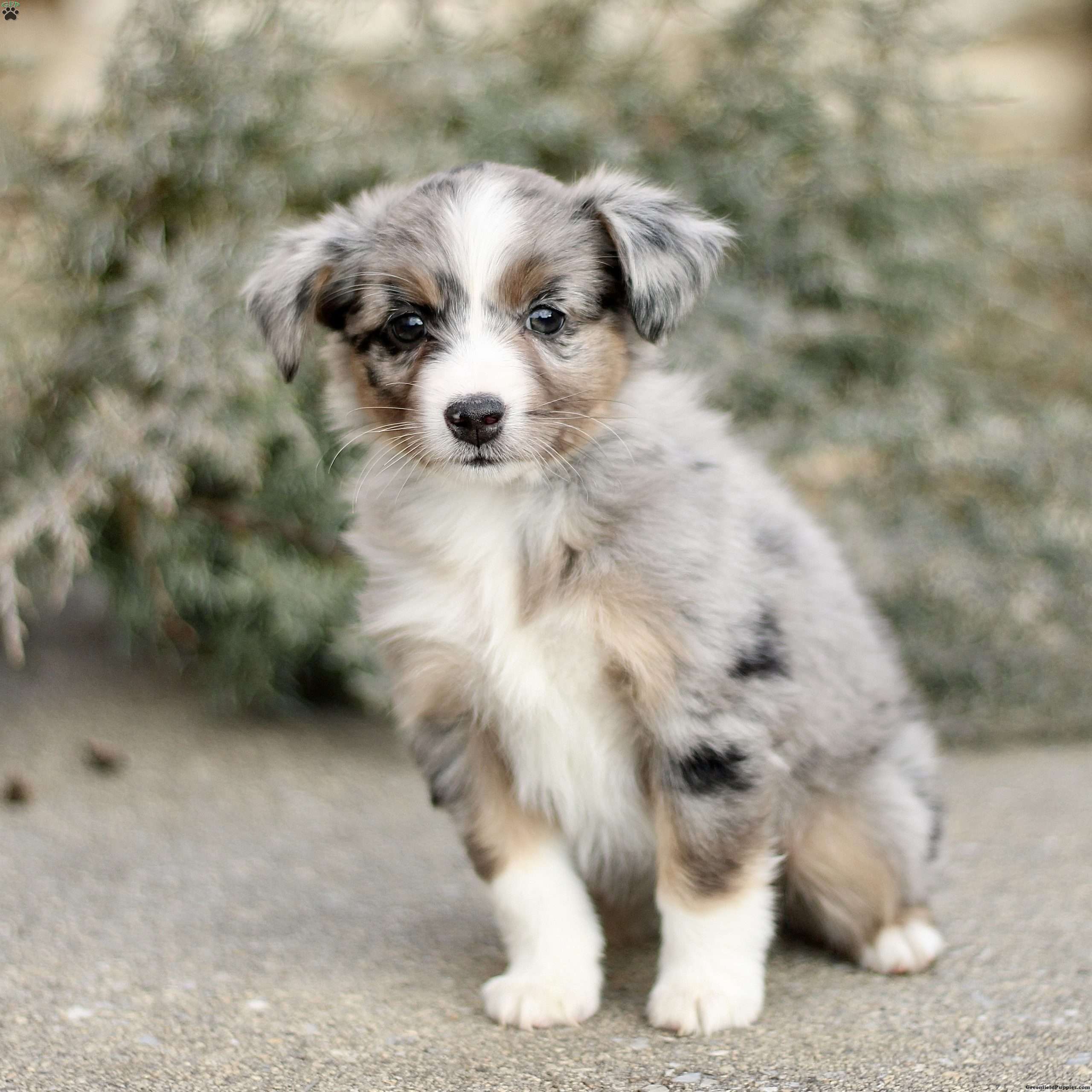 Daisy Miniature Australian Shepherd Puppy For Sale in Pennsylvania