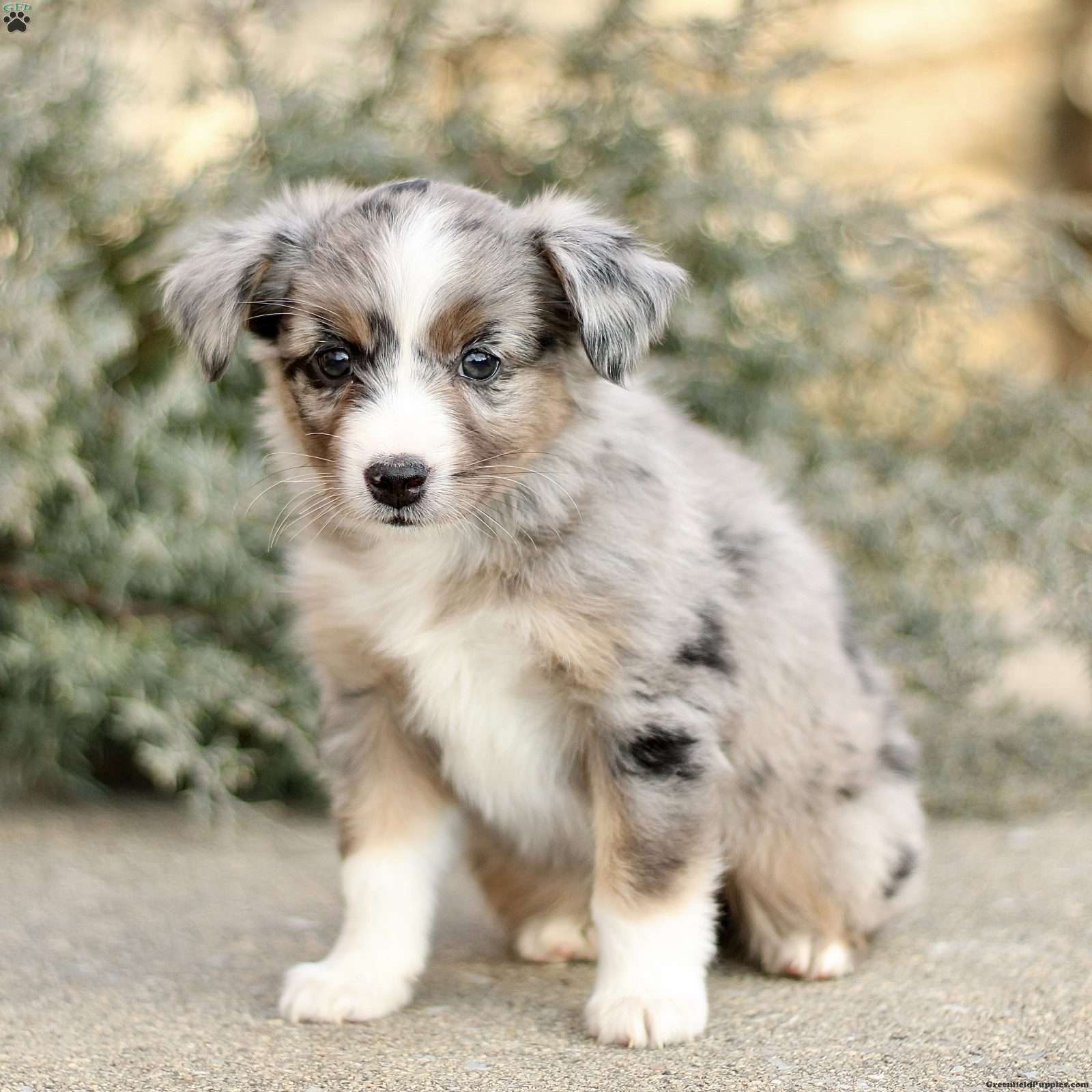 Daisy Miniature Australian Shepherd Puppy For Sale in Pennsylvania