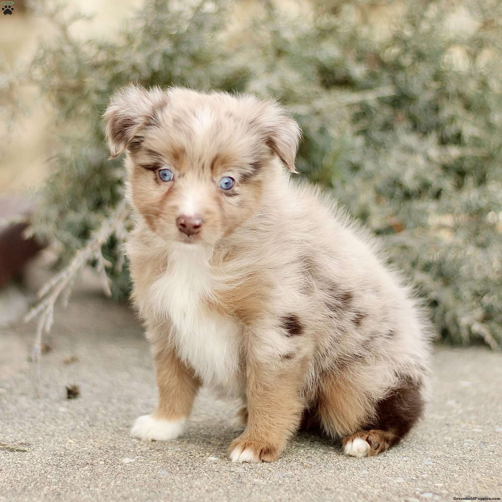 Danny Miniature Australian Shepherd Puppy For Sale in Pennsylvania