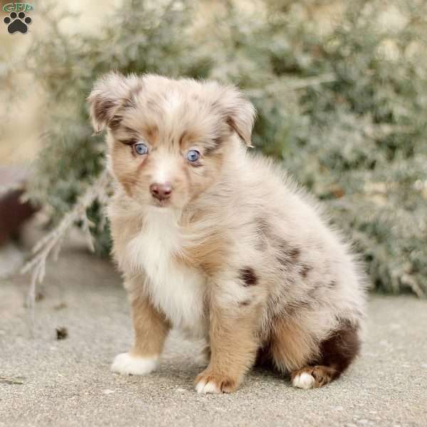 Danny, Miniature Australian Shepherd Puppy