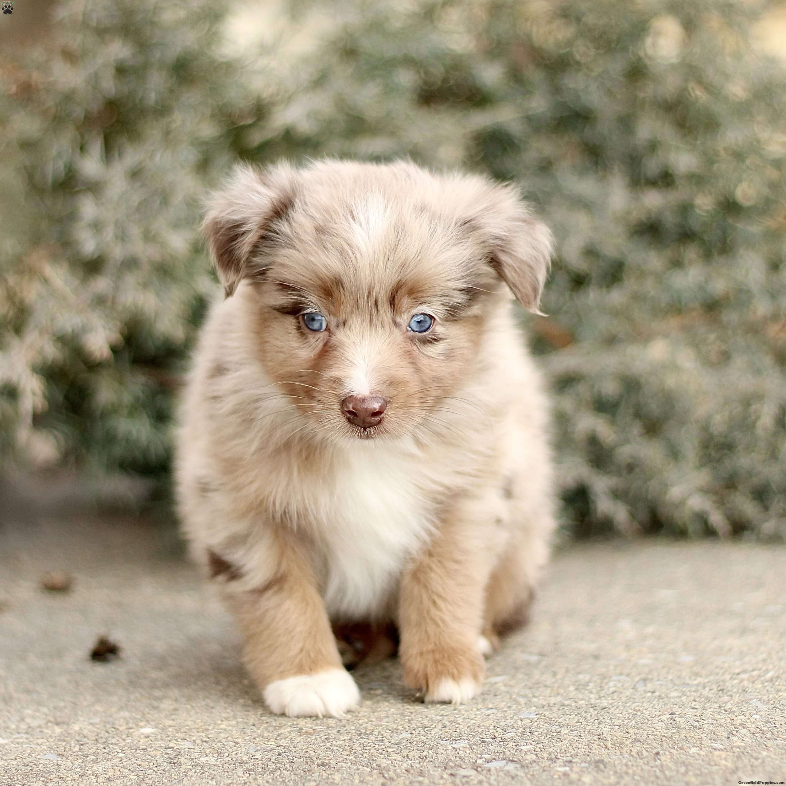 Danny Miniature Australian Shepherd Puppy For Sale in Pennsylvania