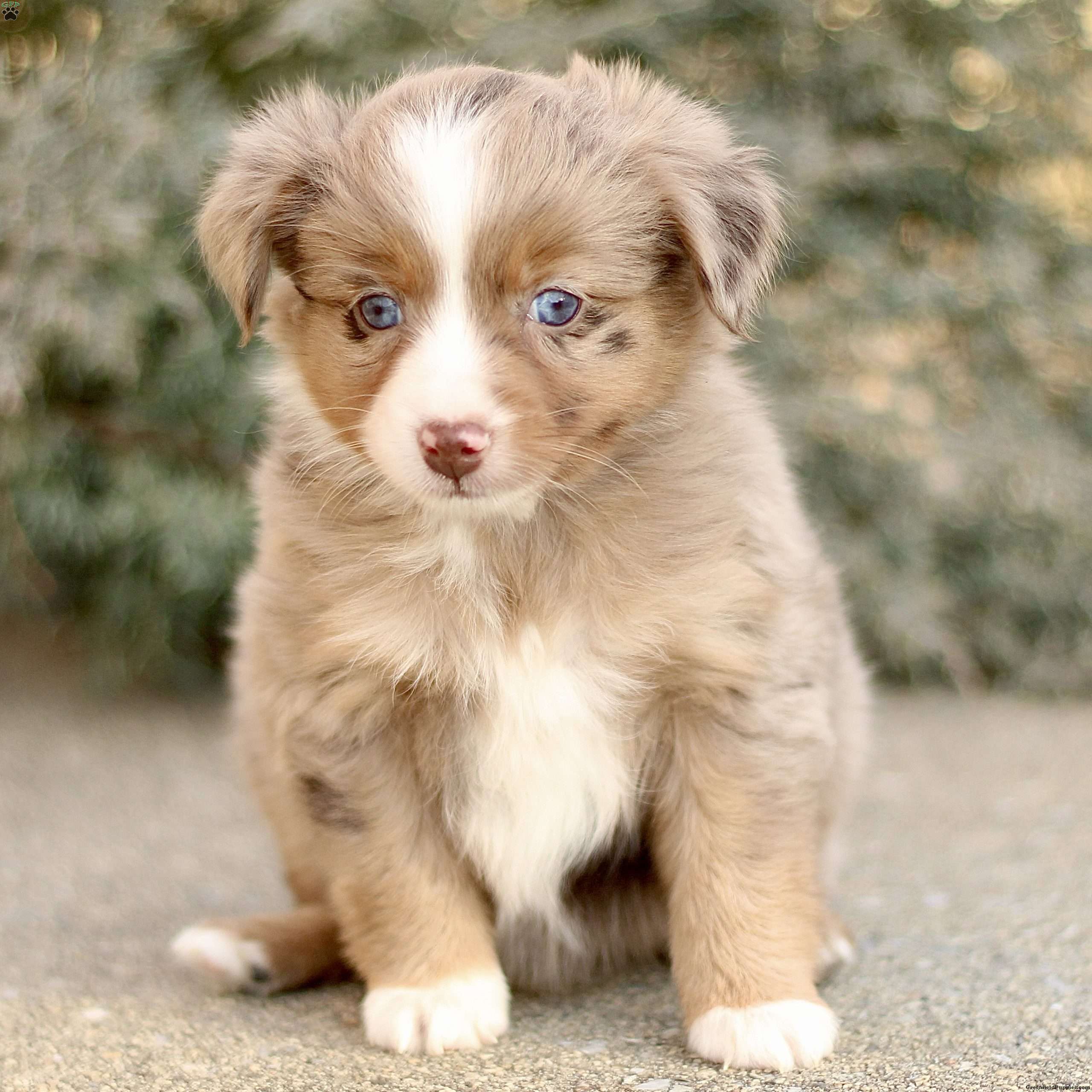 Dawn Miniature Australian Shepherd Puppy For Sale in Pennsylvania