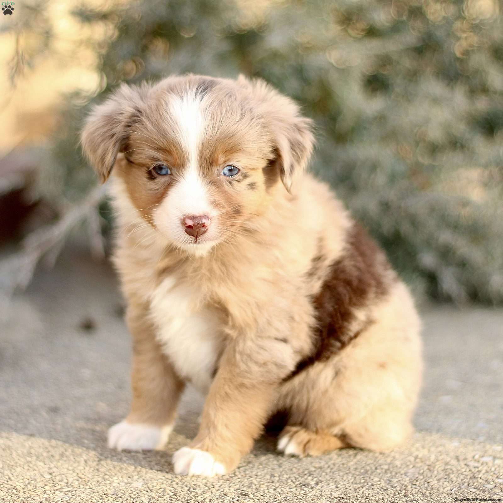 Dawn Miniature Australian Shepherd Puppy For Sale in Pennsylvania