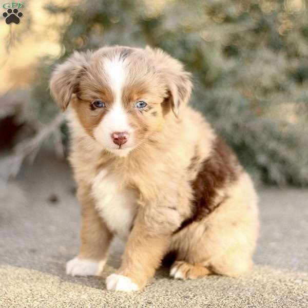 Dawn, Miniature Australian Shepherd Puppy