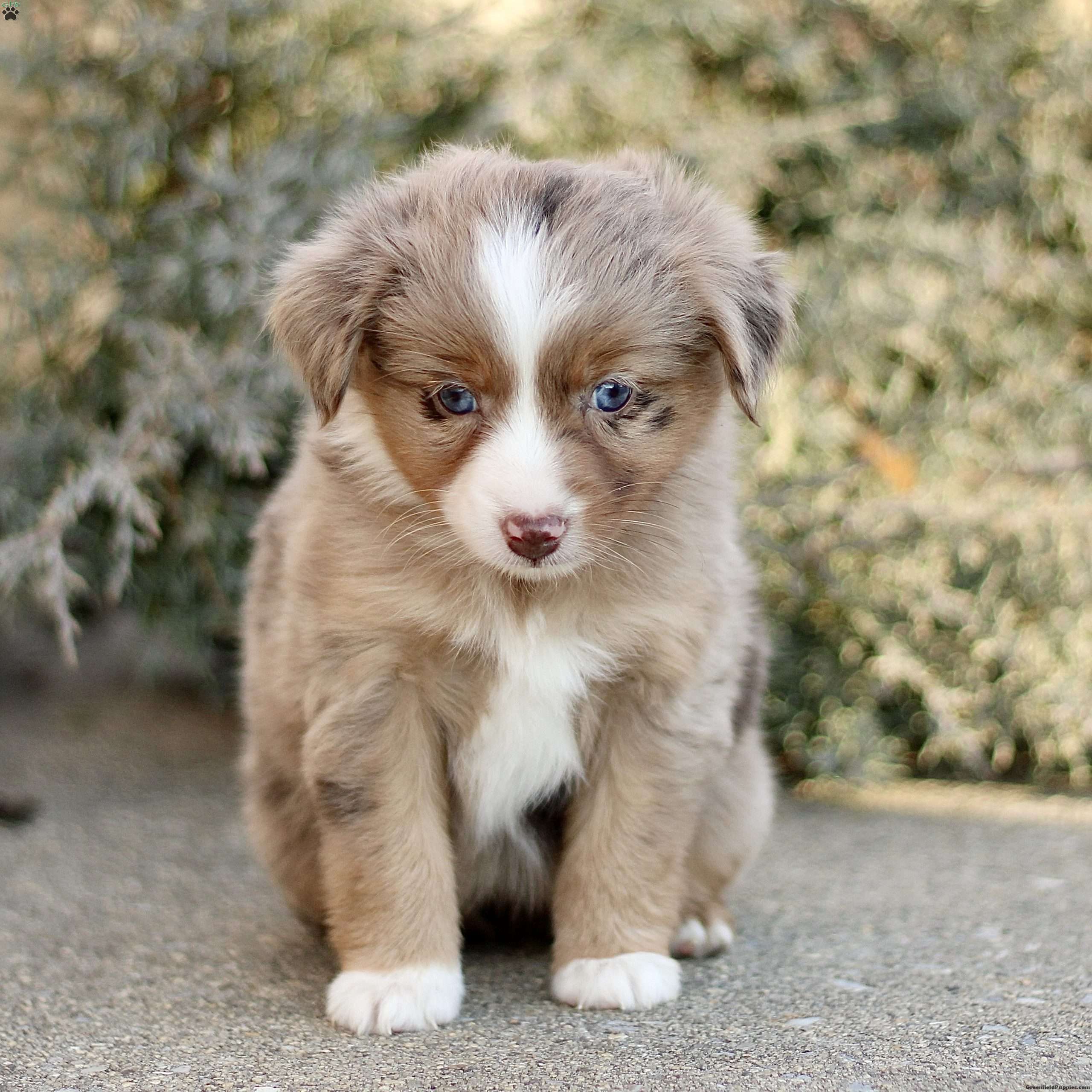 Dawn Miniature Australian Shepherd Puppy For Sale in Pennsylvania