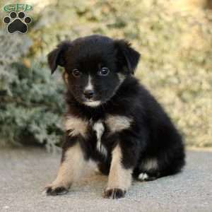 Decca, Miniature Australian Shepherd Puppy