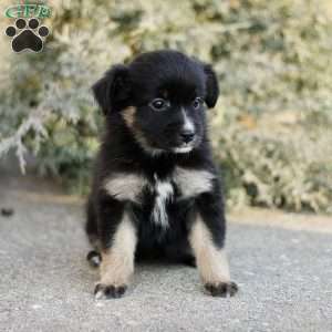 Decca, Miniature Australian Shepherd Puppy